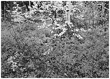 Red Berry leaves and yellow tree leaves in forest. Kobuk Valley National Park, Alaska, USA. (black and white)