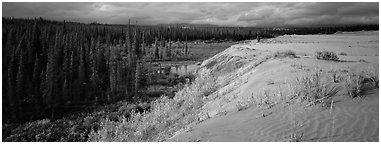 Sand dunes and boreal forest. Kobuk Valley National Park (Panoramic black and white)