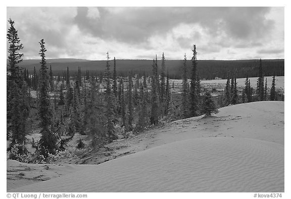Pocket of Spruce trees in the Great Sand Dunes. Kobuk Valley National Park (black and white)