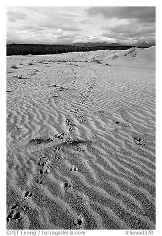 Caribou tracks and ripples in the Great Sand Dunes. Kobuk Valley National Park (black and white)