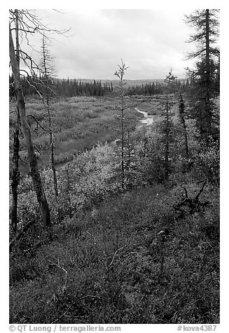 Autumn colors on Kavet Creek near the Great Sand Dunes. Kobuk Valley National Park (black and white)