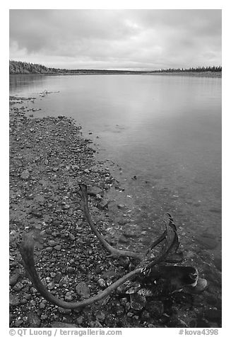 Dead caribou head on Kobuk River shore. Kobuk Valley National Park (black and white)
