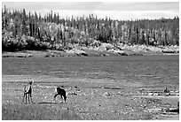 Young caribou on the shores of the river. Kobuk Valley National Park, Alaska, USA. (black and white)