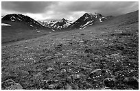 Green valley with alpine wildflowers and snow-clad peaks. Lake Clark National Park, Alaska, USA. (black and white)