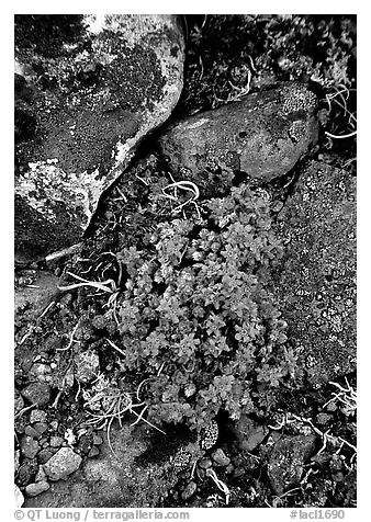 Forget-me-nots. Lake Clark National Park (black and white)