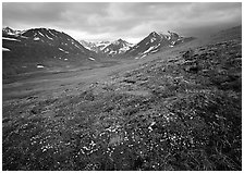 Wildflowers, valley and mountains. Lake Clark National Park, Alaska, USA. (black and white)
