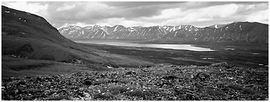 Tundra flowers with distant lake and mountains. Lake Clark National Park (Panoramic black and white)