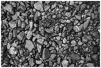 Close up of pebbles and fallen leaves on shore of Lake Clark. Lake Clark National Park ( black and white)