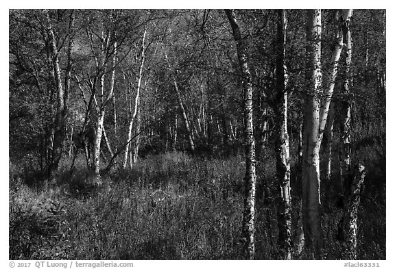 Northern forest in autumn. Lake Clark National Park (black and white)