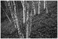 Birch trees and red undergrowth in autumn. Lake Clark National Park ( black and white)