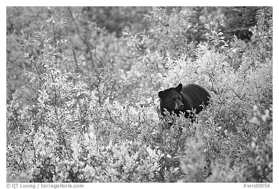 Black bear amongst brush in autumn color. Wrangell-St Elias National Park (black and white)