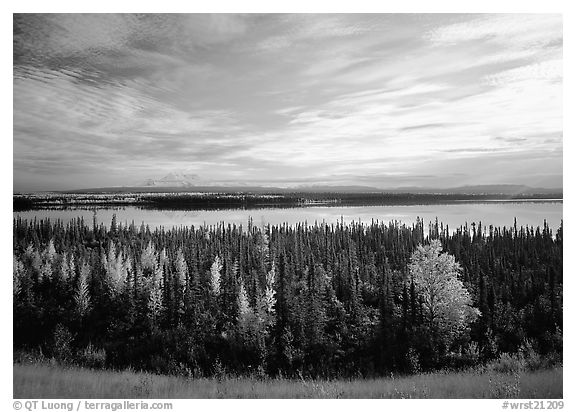 Forest, Willow Lake, and Wrangell range in the distance. Wrangell-St Elias National Park (black and white)