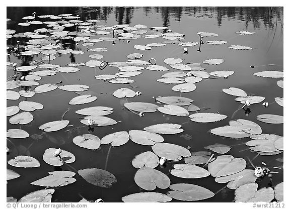 Water lillies with yellow flowers. Wrangell-St Elias National Park (black and white)
