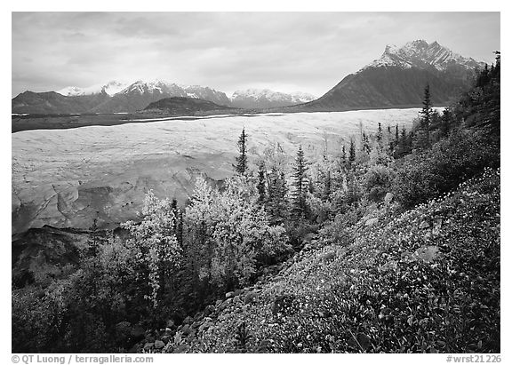Late wildflowers, trees in autumn colors, and Root Glacier. Wrangell-St Elias National Park, Alaska, USA.