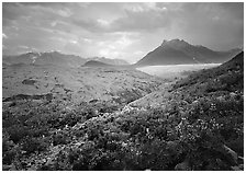 Lupine, Root Glacier, Donohoe Peak in summer. Wrangell-St Elias National Park ( black and white)