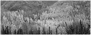 Mosaic of aspens in various color shades. Wrangell-St Elias National Park (Panoramic black and white)