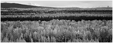 Valley with aspen trees in autumn. Wrangell-St Elias National Park (Panoramic black and white)