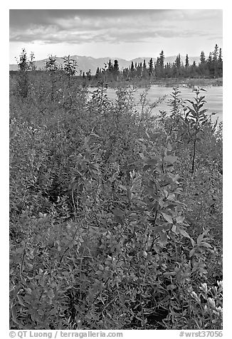 Fireweed near an arm of the Kennicott River, sunset. Wrangell-St Elias National Park (black and white)