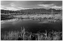 Pond and swamp with dark water. Wrangell-St Elias National Park, Alaska, USA. (black and white)