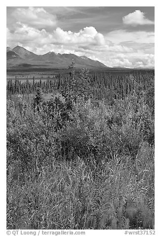 Fireweed, tundra, and Mentasta Mountains. Wrangell-St Elias National Park (black and white)