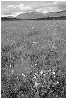 Meadow with tussocks and wildflowers. Wrangell-St Elias National Park, Alaska, USA. (black and white)