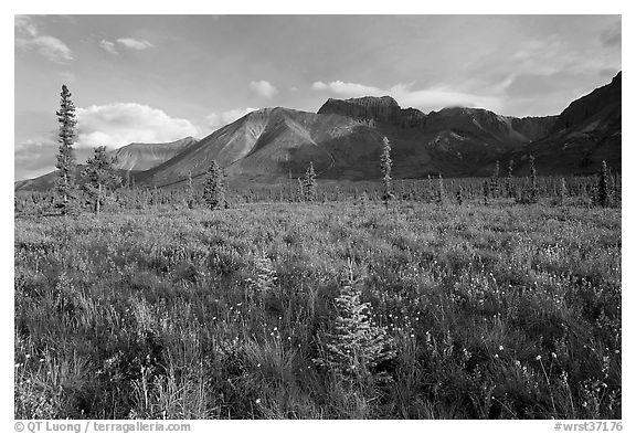Meadow and Skokum Volcano. Wrangell-St Elias National Park (black and white)