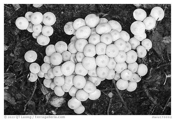 Close up of cluster of white mushrooms. Wrangell-St Elias National Park (black and white)