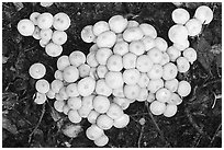 Close up of cluster of white mushrooms. Wrangell-St Elias National Park ( black and white)