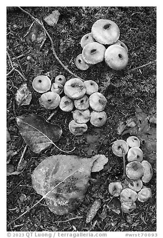 Close up of mushrooms, leaves, and moss. Wrangell-St Elias National Park (black and white)