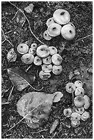 Close up of mushrooms, leaves, and moss. Wrangell-St Elias National Park ( black and white)