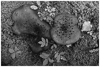 Close up of large mushrooms, moss and berries. Wrangell-St Elias National Park ( black and white)