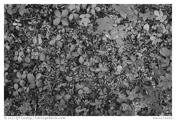 Close up of ground leaves and berries. Wrangell-St Elias National Park (black and white)