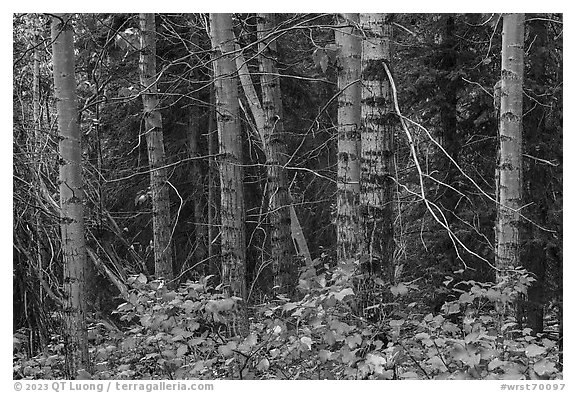 Red and green leaves, tree trunks. Wrangell-St Elias National Park (black and white)