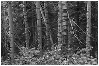 Red and green leaves, tree trunks. Wrangell-St Elias National Park ( black and white)