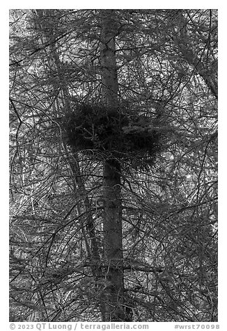 Nest in tree. Wrangell-St Elias National Park (black and white)