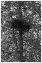 Nest in tree. Wrangell-St Elias National Park ( black and white)