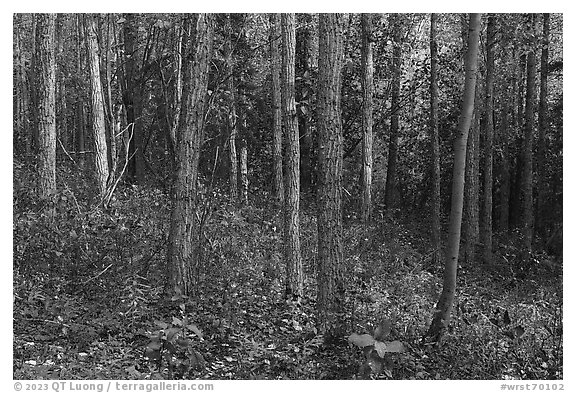 Woods in early autumn. Wrangell-St Elias National Park (black and white)