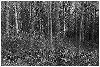 Woods in early autumn. Wrangell-St Elias National Park ( black and white)