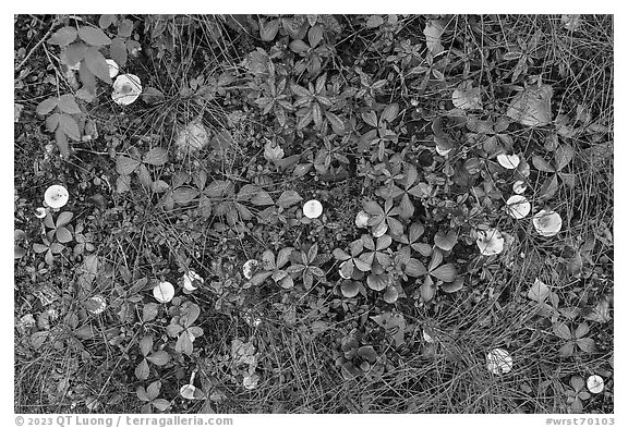 Close-up of leaves and mushrooms. Wrangell-St Elias National Park (black and white)