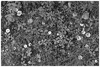 Close-up of leaves and mushrooms. Wrangell-St Elias National Park ( black and white)