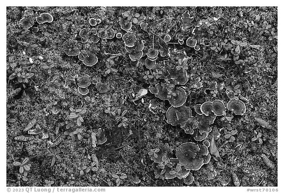 Close-up of moss, leaves, and mushrooms. Wrangell-St Elias National Park (black and white)