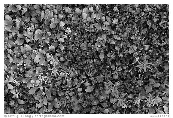 Close-up of red leaves and green plants. Wrangell-St Elias National Park (black and white)
