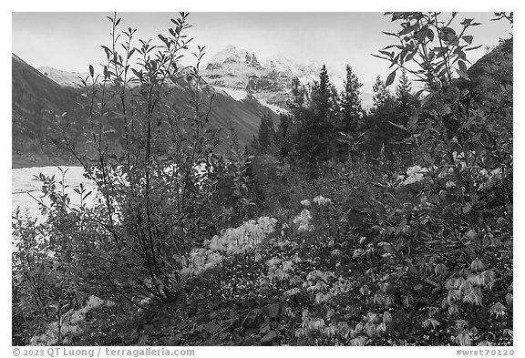 Alpine Clematis, willows, and snowy mountains above Root Glacier. Wrangell-St Elias National Park (black and white)