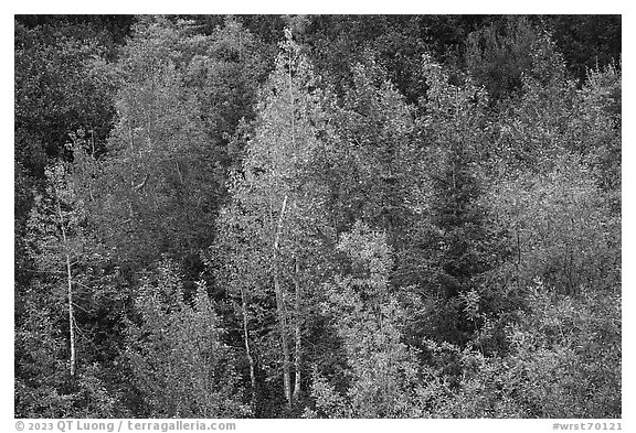 Forest in autumn. Wrangell-St Elias National Park (black and white)