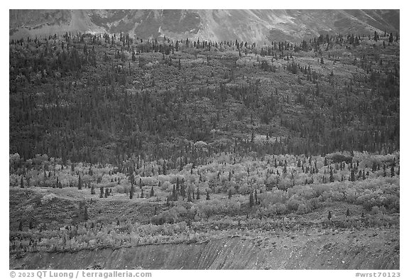 Forest above moraine and below mountains. Wrangell-St Elias National Park (black and white)