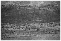 Forest above moraine and below mountains. Wrangell-St Elias National Park ( black and white)
