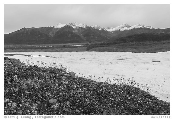 Clematis, Root Glacier, and Wrangell Range mountains. Wrangell-St Elias National Park (black and white)