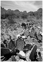Prickly pear cactus with yellow blooms and Chisos Mountains. Big Bend National Park, Texas, USA. (black and white)