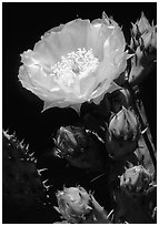Pickly pear cactus flower. Big Bend National Park ( black and white)