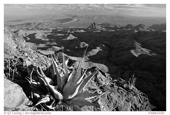 Agaves on South Rim, evening. Big Bend National Park (black and white)